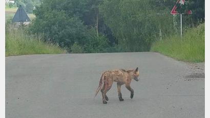 Bild: Winderl/exb
Direkt hinter dem Ortsausgang von Pilchau bei Tännesberg tapst ein Tier über den Teer. Jäger sagen: Es ist ein Goldschakal. Das Landesamt für Umwelt hat Zweifel. Dass das Tier aber krank ist, steht fest.