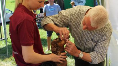 Bild: ds
"Zeigt her eure Zähnchen“: Formwertrichter Georg Lang schaute jeden Dackel prüfend ins Maul und stellte ein Zeugnis über seine Beurteilung aus.