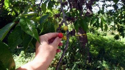 Bild: Gabi Schönberger
In und um Neustadt/WN gibt es einige: Obstbäume, an denen sich jeder einfach bedienen darf.