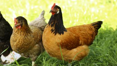 Bild: exb
Für 34 Hühner kam jede Hilfe zu spät: Sie starben bei einem Scheunenbrand im Landkreis Bayreuth.