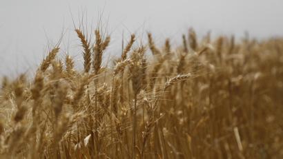 Symbolbild: Clara Margais
Laut Michaela Kaniber könnten deutschlandweit bis zu 170 000 Hektar aus ökologischen Gründen stillgelegter Agrarfläche wieder für die Nahrungsmittelproduktion genutzt werden. In Bayern wären es 25 000 Hektar.