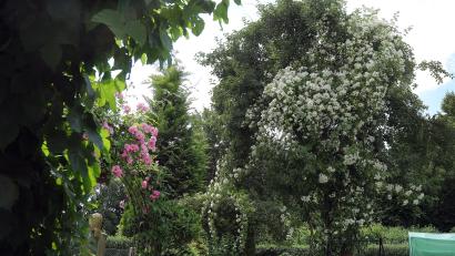 Bild: Wolfgang Steinbacher
Gerade blüht die Ramblerrose im Grützner-Garten in Hirschau besonders schön.Sie rankt sich um einen mächtigen Apfelbaum, der seine eigenen Blüten vor vier Wochen hatte.