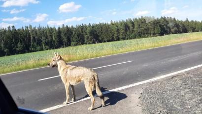 Bild: Günther Schreyer
Günther Schreyer hat durch ein Autofenster den Vierbeiner fotografiert. Seitdem das Bild im Internet aufgetaucht ist, schießen die Spekulationen ins Kraut.