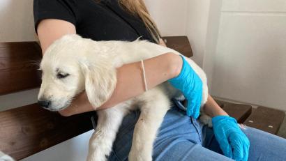 Bild: Deutscher Tierschutzbund, Landesverband Bayern
Einen illegalen Transport von 72 Hundewelpen hat die Polizei in der Oberpfalz gestoppt. Die Tiere seien in viel zu kleinen, teils kaputten Gitterboxen eingesperrt gewesen, teilte der bayerische Landesverband des Deutschen Tierschutzbunds am Montag mit.