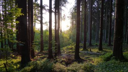 Symbolbild: Thomas Schaller
In Bayerns Wäldern kommt es auf die passende Mischung an.