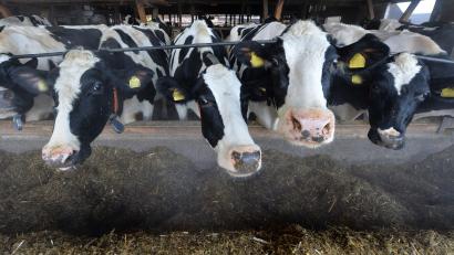 Symbolbild: Carmen Jaspersen/dpa
Wegen zwei Verstößen gegen das Tierschutzgesetz musste sich ein Landwirt vor dem Amtsgericht verantworten. Er soll zwei verletzte Milchkühe nicht angemessen versorgt haben.