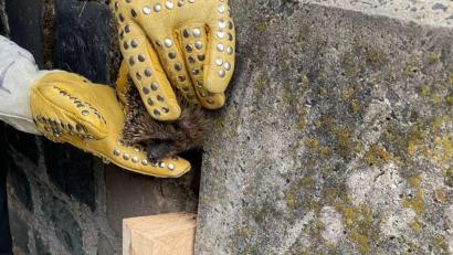 Bild: Berufsfeuerwehr Würzburg
Die Feuerwehr Würzburg hat einen Igel aus einer Mauerspalte befreit.