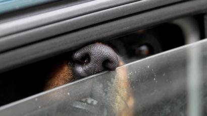 Symbolbild: Stephan Jansen/dpa
Ein bei großer Hitze im Auto zurückgelassener Hund konnte dank Polizei noch rechtzeitig aus seiner Situation befreit werden.