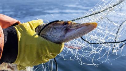 Symbolbild: Urs Flueeler
Der Biss eines Hechts kann für Menschen schwerwiegende Folgen haben.