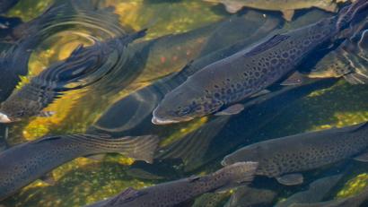 Symbolbild: Sven Hoppe
Aus einem Teich im Landkreis Wunsiedel sind 4000 Forellen-Setzlinge verschwunden.