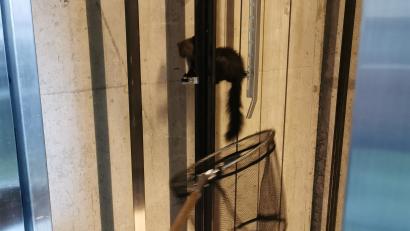 Bild: Friedhelm Bechtel/dpa
Ein Marder im Aufzugsschacht eines Gebäudes in Augsburg. Gleich drei der Tiere musste die Feuerwehr am Montag mit Keschern in dem Aufzugsschacht fangen, nachdem diese den Aufzug lahmgelegt hatten.