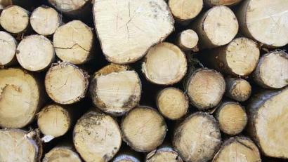 Symbolbild: Frank May/dpa
Weil in Sulzbach-Rosenberg ein Ster Fichtenholz verschwunden ist, sucht die Polizei nun Zeugen.