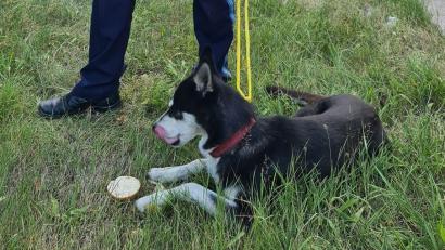 Bild: -/Polizeipräsidium Mittelfranken/dpa/Bildarchiv
Ein Polizist hält einen Hund an der Leine, den die Beamten mit einem Wurstbrot an einer Kreuzung der Bundesstraße eingefangen haben.