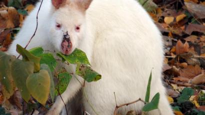 Symbolbild: Daniel Friederichs/dpa
Ein weißes Känguru ist in Nordrhein-Westfalen ausgerissen und musste schließlich erschossen werden.