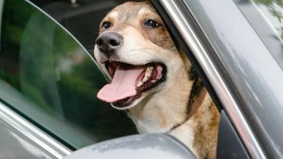 Symbolbild: Markus Scholz/dpa
Einen Hund, der bei knapp 30 Grad in einem Auto zurückgelassen worden ist, hat eine Frau in Schwandorf aus dem Wagen geholt.