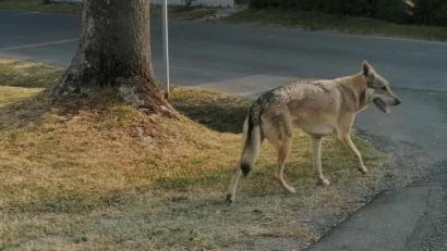 Bild: Sandra Wifling
Ein wolfsähnlicher Vierbeiner verunsicherte in und um Münchenreuth die Bewohner. Viele hatten Angst, dass es sich dabei um einen Wolf handeln könnte. Seit einer Woche ist das tier spurlos verschwunden.