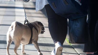 Bild: Stefan Sauer/dpa
Wer den Hund mit auf Reisen nimmt, sollte einiges beachten.