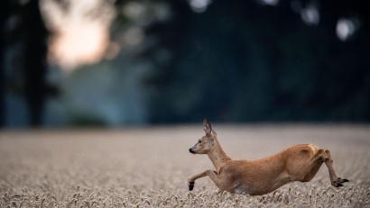 Symbolbild: Lino Mirgeler
Im Landkreis Regensburg ist ein enthauptetes Reh gefunden worden.