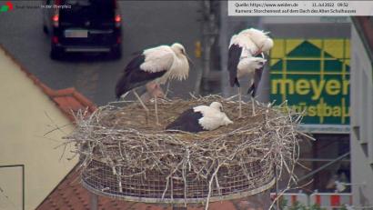 Screenshot: Webcam Stadt Weiden
Drei von vier Jungstörchen haben im Horst auf dem Alten Schulhaus in Weiden in diesem Jahr überlebt. Am Wochenende verließen sie zum ersten Mal das Nest.