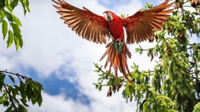 Symbolbild: Frank Rumpenhorst
Ein Papagei hat wohl Einbrecher vertrieben.