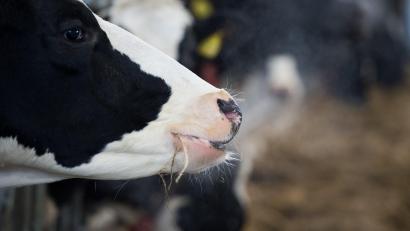 Bild: Rainer Jensen / dpa
Umbauten im Stall, Vorlage eines Finanzierungsplans für größere Umbauten, Reduktion des Milchviehbestands: Ein Landwirt hatte eine ganze Reihe Auflagen zu erfüllen, um das Tierwohl auf seinem Hof zu gewährleisten.