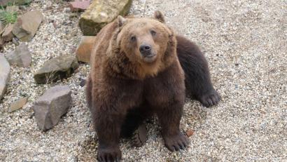 Symbolbild: Sebastian Willnow/dpa/Illustration
Ein Bär ist in der Region Kufstein untwegs.