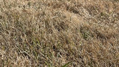 Bild: David Frahnow (exb)
Trockenheit und Hitze ließen dem Rasen im Juni keine Chance, mehr als ein paar Halme Grün zu bewahren