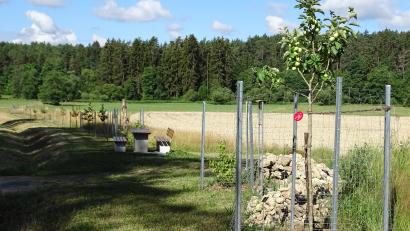 Bild: Christian Maier/exb
Obstbaumwiese des OGV Michelfeld