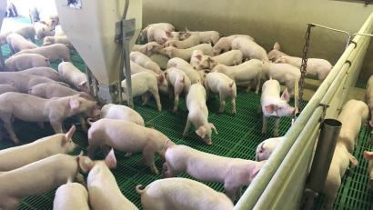 Bild: ihl
Diese Ferkel auf dem Schanderlhof ahnen nicht, dass sie nicht sonderlich gefragt sind. Die Krise der Landwirtschaft durch steigende Futtermittel-, Dünger- und Energiepreise trifft Schweinehalter besonders hart, unter anderem auch weil der Appetit auf Schweinefleisch nachlässt.