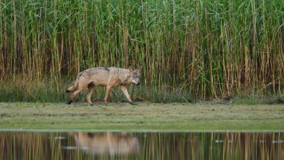 Bild: Torsten Beuster/-/dpa/Symbolbild
Ein Wolf geht an einem Teichufer entlang.