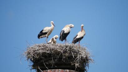 Bild: gis
Im Horst der Mehlmeiseler Störche wird's eng.