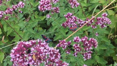 Bild: oy
Zwei Blutströpfchen haben sich auf Oreganopflanzen niedergelassen.