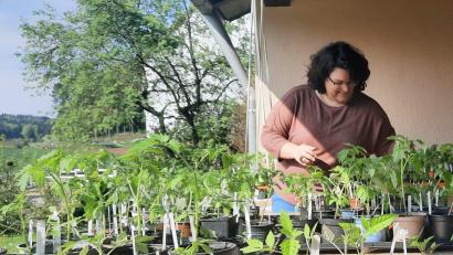 Bild: exb
300 prächtige Tomatenpflanzen hat Pia Huber herangezogen.