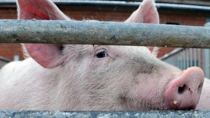 Symbolbild: Daniel Bockwoldt
In einem Schweinemastbetrieb in Niederbayern hat es gebrannt: Hunderte Tiere kamen ums Leben.