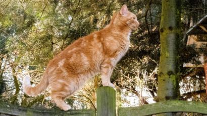 Symbolbild: Markus Scholz/dpa
Eine rotgetigerte Katze, ähnlich wie diese, wurde von einem Unbekannten in Flossenbürg zu Tode gefoltert.