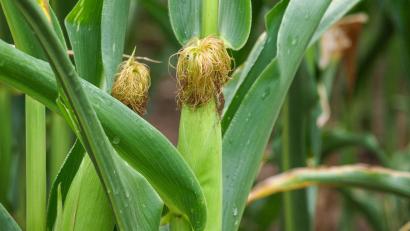 Symbolbild: sba
Ein Viertel der Ernte und damit etwa 1000 Euro sind hinüber.