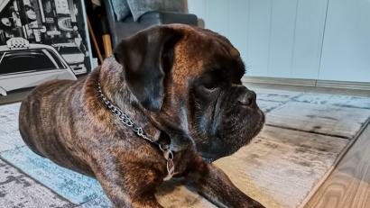 Bild: Diana Lysyuk/exb
Für die achtjährige Boxerhündin "Bagira" gab es keine Rettung mehr.