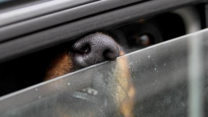 Symbolbild: Stephan Jansen/ dpa
Eine dreiviertel Stunde lang ließ eine Hundebesitzerin ihr Haustier im Auto in der Hitze eingesperrt.