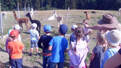 Bild: rpp
Gespannt schauen die Kinder der Marienkäfergruppe den Alpakas zu.