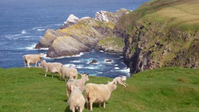 Bild:  Dörte Nohrden/dpa
Trotz Wind und rauem Klima fühlen sich die kleinen, zähen Shetland-Schafe wohl.