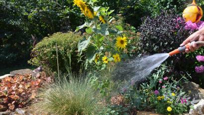 Bild: ak
Trinkwasser ist in der Hitzeperiode knapp und sehr wertvoll. Einige Gartenbesitzer wollen ihre Blumenpracht und grünen Rasen über die Trockenheit retten. Dafür möchten sie mittels eines eigenen Gartenwasserzählers Kanalgebühren sparen.