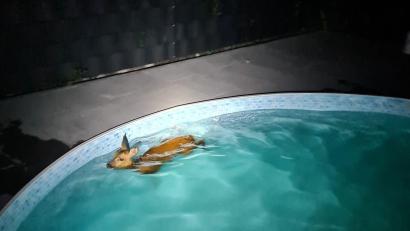 Bild: Florian Jung/Feuerwehr St. Ingbert/dpa
Ein Reh schwimmt in einem Gartenpool - und wird gerettet.