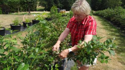 Bild: hka
Die Finger bleiben sauber beim Pflücken der blauen Beeren.