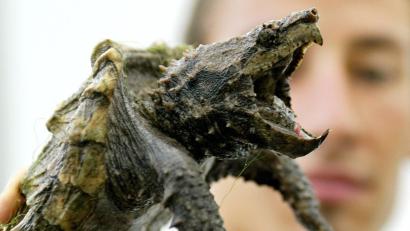 Bild: Roland Weihrauch/dpa
In Aschau ist im Naturbad eine Schnappschildkröte unterwegs.