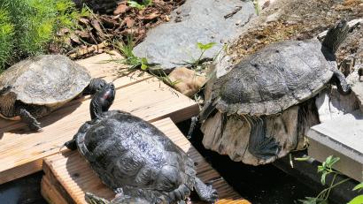 Bild: rgr
Schildkräten lieben die Sonne
