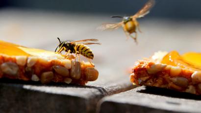 Symbolbild: Karl-Josef Hildenbrand/dpa
Süße Speisen, etwa ein Marmeladenbrot, sind für Wespen besonders anziehend.