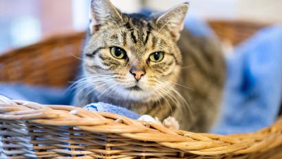 Symbolbild: Hauke-Christian Dittrich/dpa
Die Feuerwehr in München hat eine Katze aus dem 14. Stock eines Hochhauses gerettet.