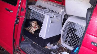 Bild: Bundespolizeiinspektion Kempten
Bundespolizisten haben einen illegalen Hundetransport gestoppt und acht Hunde eingezogen.