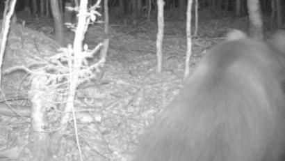 Bild: Privat/Landesamt für Umwelt/dpa
Im Landkreis Bad-Tölz-Wolfratshausen wurden Abdrücke von Tatzen eines Bären entdeckt,