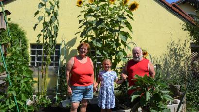 Bild: jr
Sieben herrliche Sonnenblumen erstrahlen derzeit im Garten der Eheleute Irmgard Doß und Reinhard Baier, hier mit der siebenjährigen Enkelin Ida. Tägliche Pflege und eine freundliche Anrede, so Reinhard Baier, lassen die Blumen ganz besonders gut gedeihen. Mittlerweile haben sie bereits eine Höhe von 3,40 Meter erreicht.